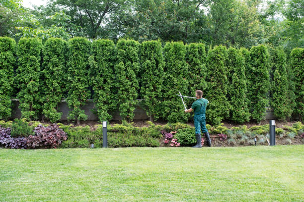 Best Lawn Disease Treatment  in Bridgeport, NY